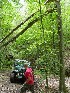 Tree attack